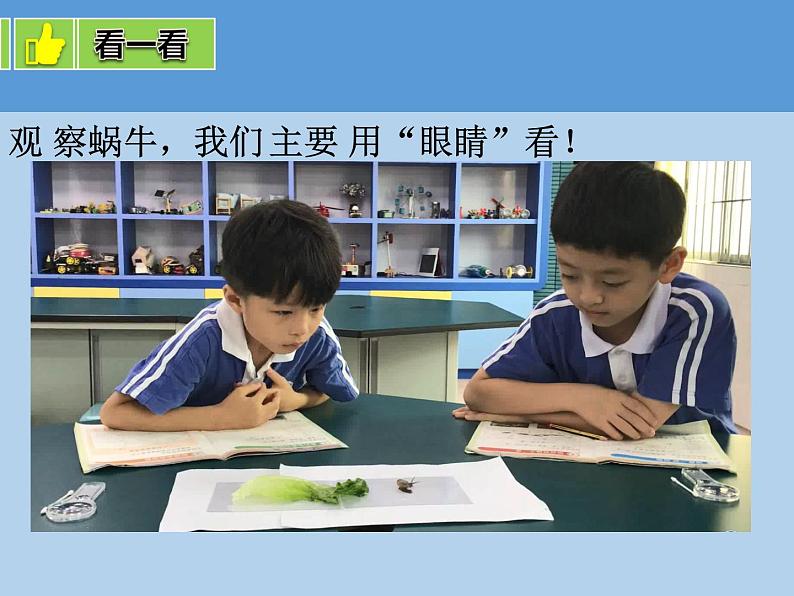 教科版一年级下册3.观察一种动物  微课+实验记录单+课件（18张PPT）06