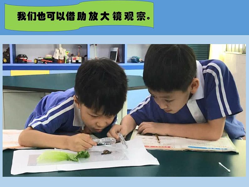教科版一年级下册3.观察一种动物  微课+实验记录单+课件（18张PPT）07