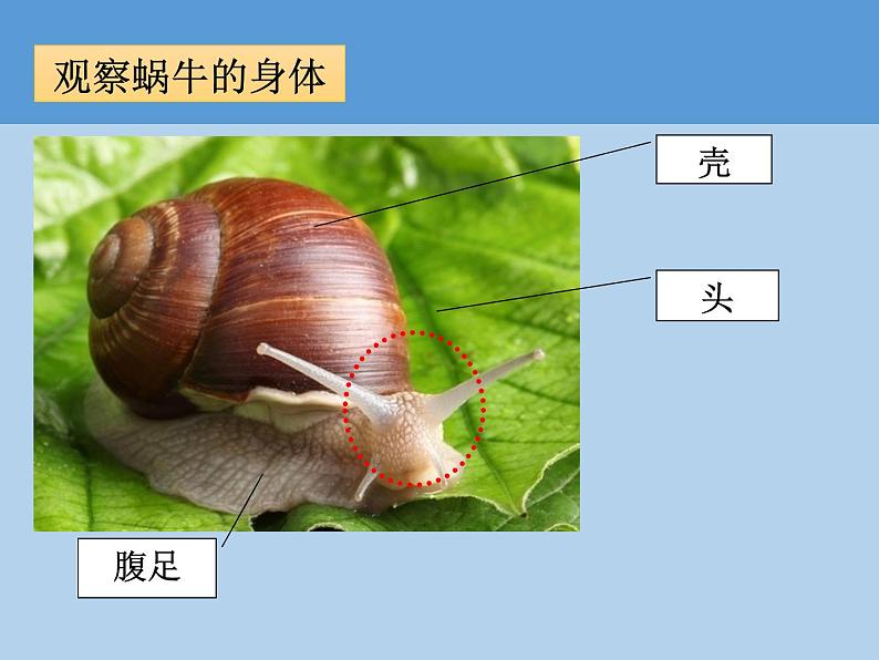 教科版一年级下册3.观察一种动物  微课+实验记录单+课件（18张PPT）08