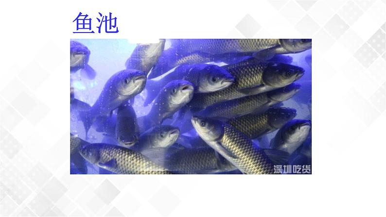 教科版一年级下册2-5《观察鱼》课件（25张PPT）+教案+素材04
