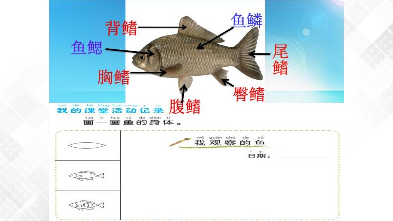 小学科学动物5.观察鱼图文课件ppt