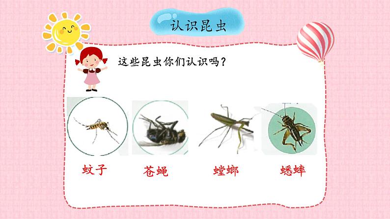 苏教版四年级下册科学第三单元3.9庞大的“家族”课件+视频素材07