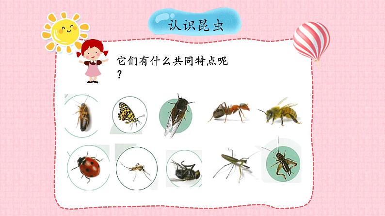 苏教版四年级下册科学第三单元3.9庞大的“家族”课件+视频素材08