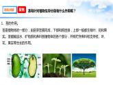 【课件（含素材）】1.4茎和叶 四年级下册科学 教科版