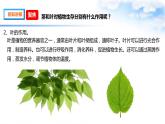 【课件（含素材）】1.4茎和叶 四年级下册科学 教科版
