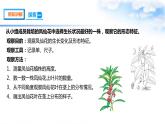 【课件（含素材）】1.4茎和叶 四年级下册科学 教科版