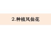 四年级下册科学课件-1-2《种植凤仙花》 教科版   (共12张PPT)