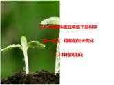 四年级下册科学课件 - 1.2种植风仙花    教科版（共16张PPT）