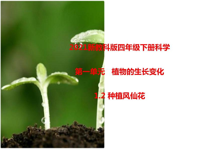 四年级下册科学课件 - 1.2种植风仙花    教科版（共16张PPT）第1页