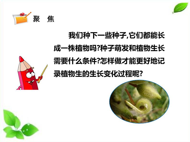 四年级下册科学课件 - 1.2种植风仙花    教科版（共16张PPT）第2页