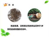 四年级下册科学课件 - 1.2种植风仙花    教科版（共16张PPT）