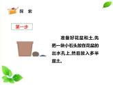 四年级下册科学课件 - 1.2种植风仙花    教科版（共16张PPT）
