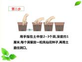 四年级下册科学课件 - 1.2种植风仙花    教科版（共16张PPT）