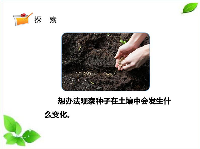 四年级下册科学课件 - 1.2种植风仙花    教科版（共16张PPT）第7页