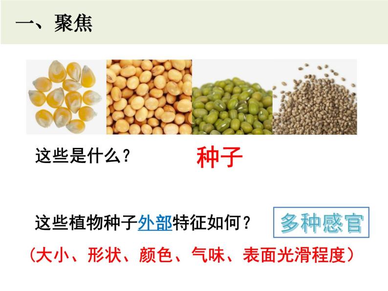 四年级下册科学课件 - 1.1《种子里孕育着新生命》 教科版201703