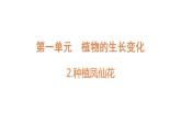 四年级下册科学课件-1-2《种植凤仙花》 教科版 (共17张PPT)