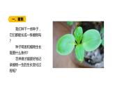 四年级下册科学课件-1-2《种植凤仙花》 教科版 (共17张PPT)