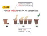 四年级下册科学课件-1-2《种植凤仙花》 教科版 (共17张PPT)