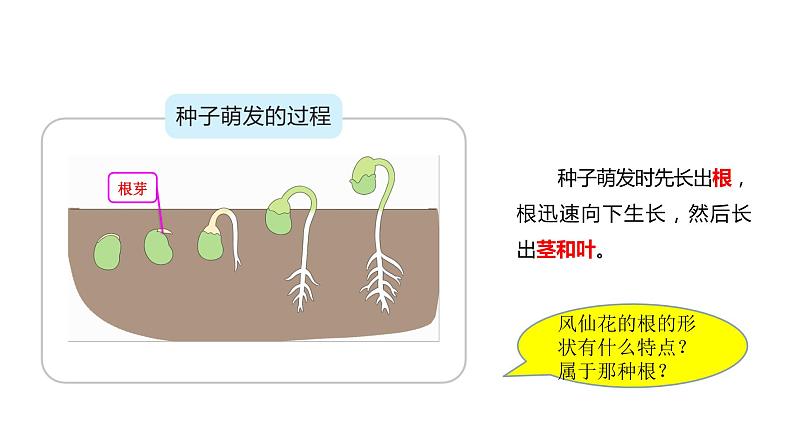 四年级下册科学课件-1-3《种子长出了根》 教科版04