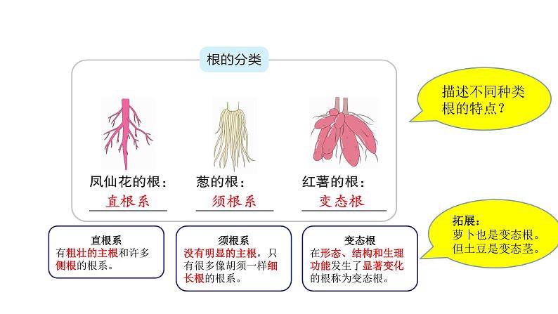 四年级下册科学课件-1-3《种子长出了根》 教科版05