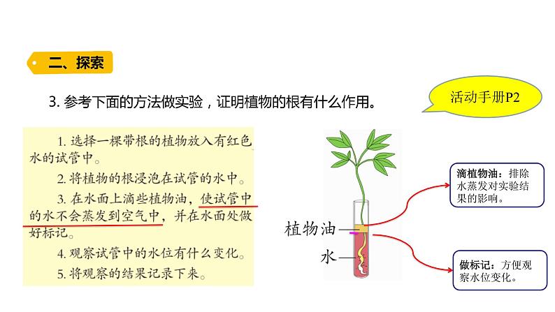 四年级下册科学课件-1-3《种子长出了根》 教科版07