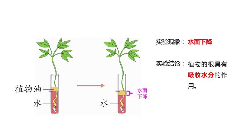 四年级下册科学课件-1-3《种子长出了根》 教科版08