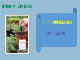 1.3种子长出了根课件PPT+素材