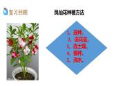 1.3种子长出了根课件PPT+素材