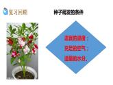 1.3种子长出了根课件PPT+素材