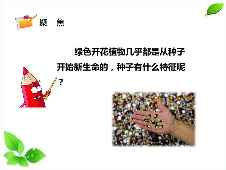 四年级下册科学课件 - 1.1种子里孕育着新生命   教科版03