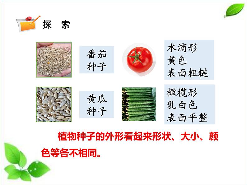 四年级下册科学课件 - 1.1种子里孕育着新生命   教科版05