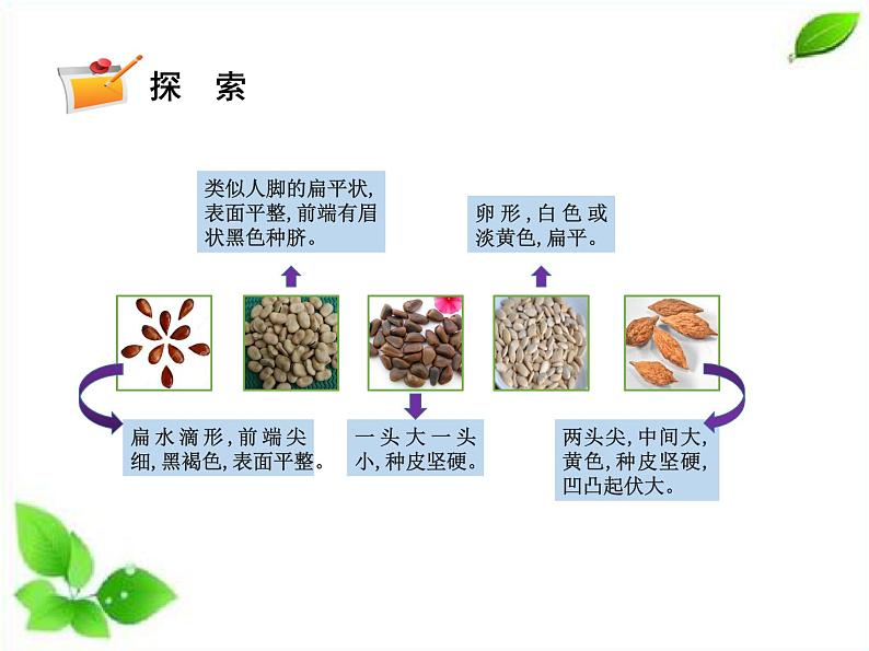 四年级下册科学课件 - 1.1种子里孕育着新生命   教科版06