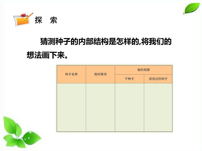 四年级下册科学课件 - 1.1种子里孕育着新生命   教科版08
