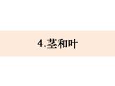 四年级下册科学课件-1-4 茎和叶 教科版