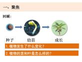 四年级下册科学课件-1-4 茎和叶 教科版