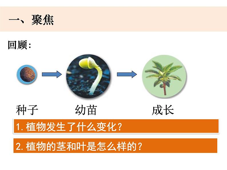 四年级下册科学课件-1-4 茎和叶 教科版02