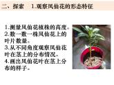 四年级下册科学课件-1-4 茎和叶 教科版