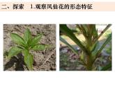 四年级下册科学课件-1-4 茎和叶 教科版