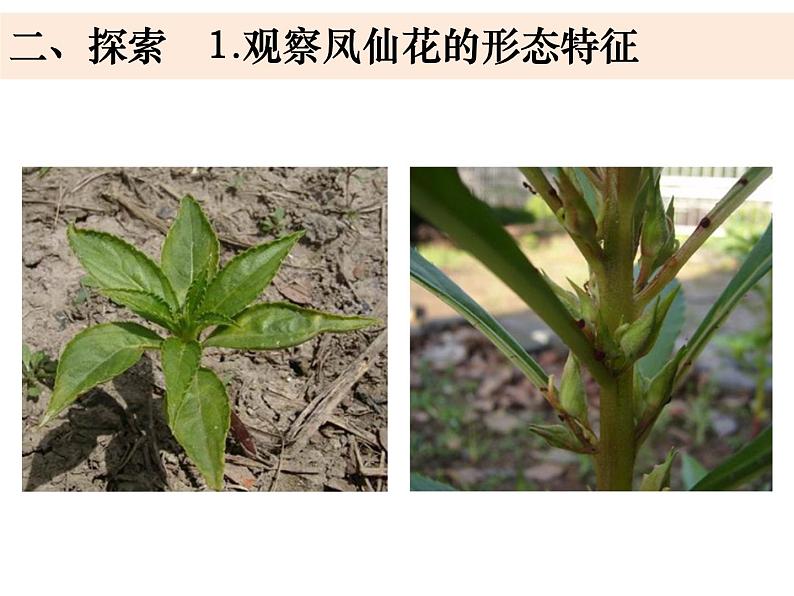 四年级下册科学课件-1-4 茎和叶 教科版04