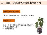 四年级下册科学课件-1-4 茎和叶 教科版