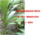 四年级下册科学课件  1.4茎和叶  教科版