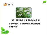四年级下册科学课件  1.4茎和叶  教科版