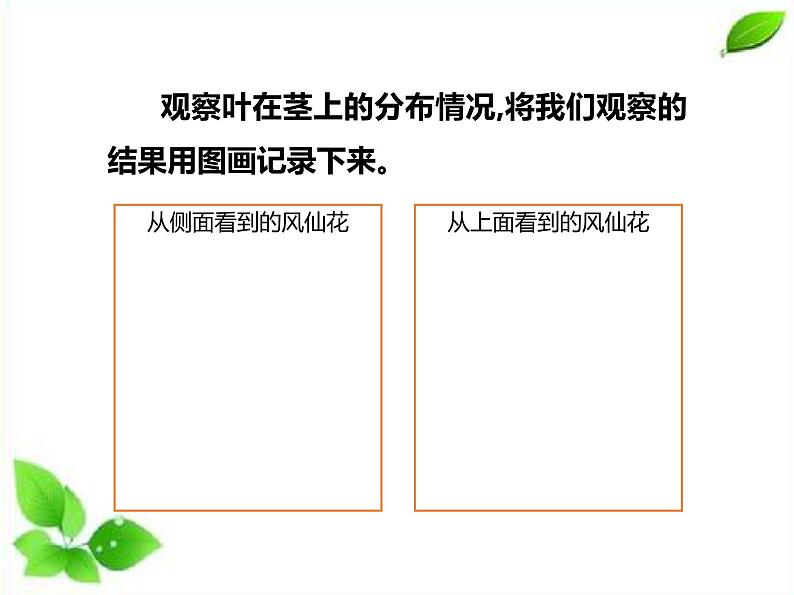 四年级下册科学课件  1.4茎和叶  教科版05