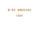 四年级下册科学课件-1-4《茎和叶》 教科版