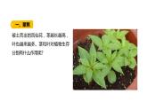 四年级下册科学课件-1-4《茎和叶》 教科版