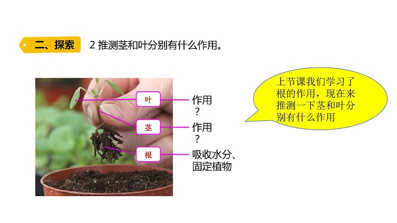 四年级下册科学课件-1-4《茎和叶》 教科版05