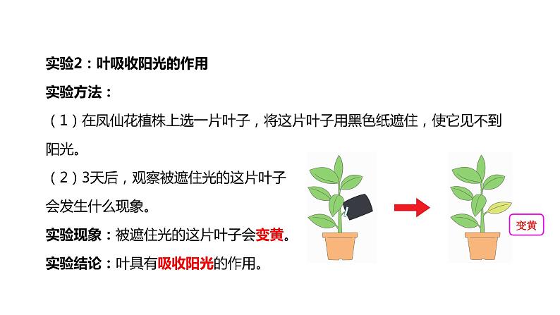 四年级下册科学课件-1-4《茎和叶》 教科版08