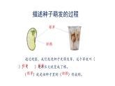 教科版四年级科学下册3《种子长出了根》教学课件