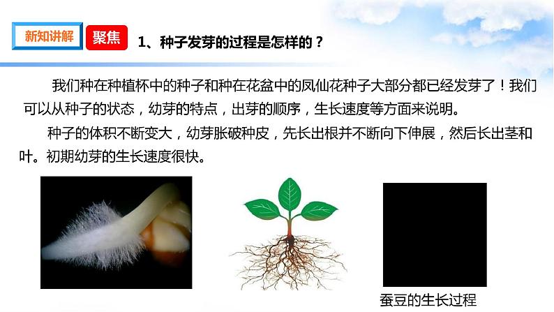 1.3种子长出了根 课件第3页