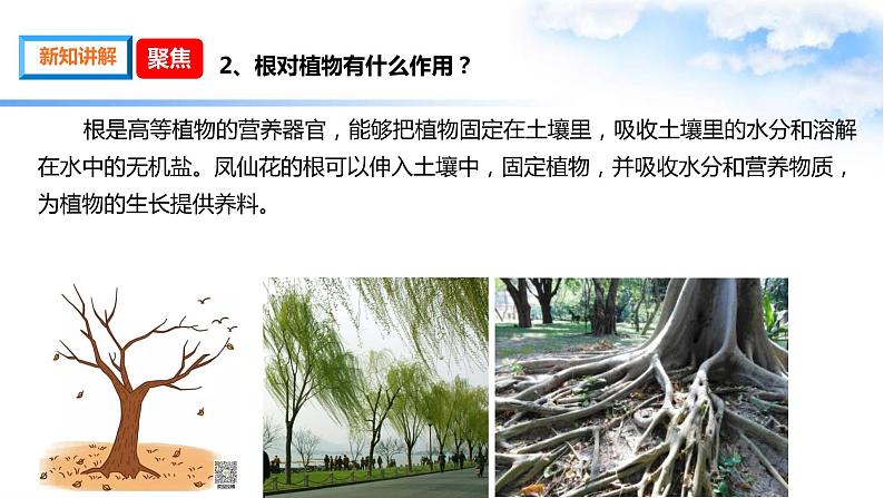 1.3种子长出了根 课件第4页